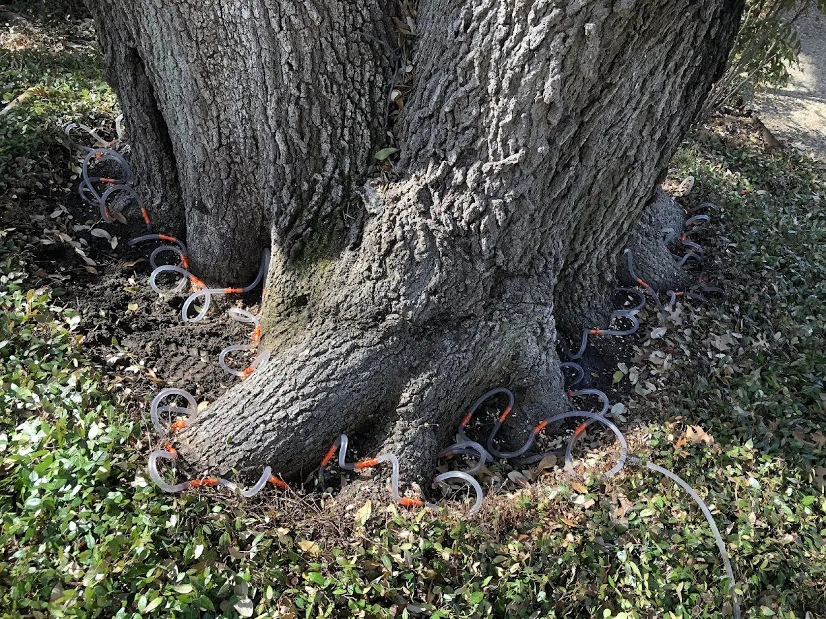 Detailed Tree Cabling and Bracing job site in Manitou