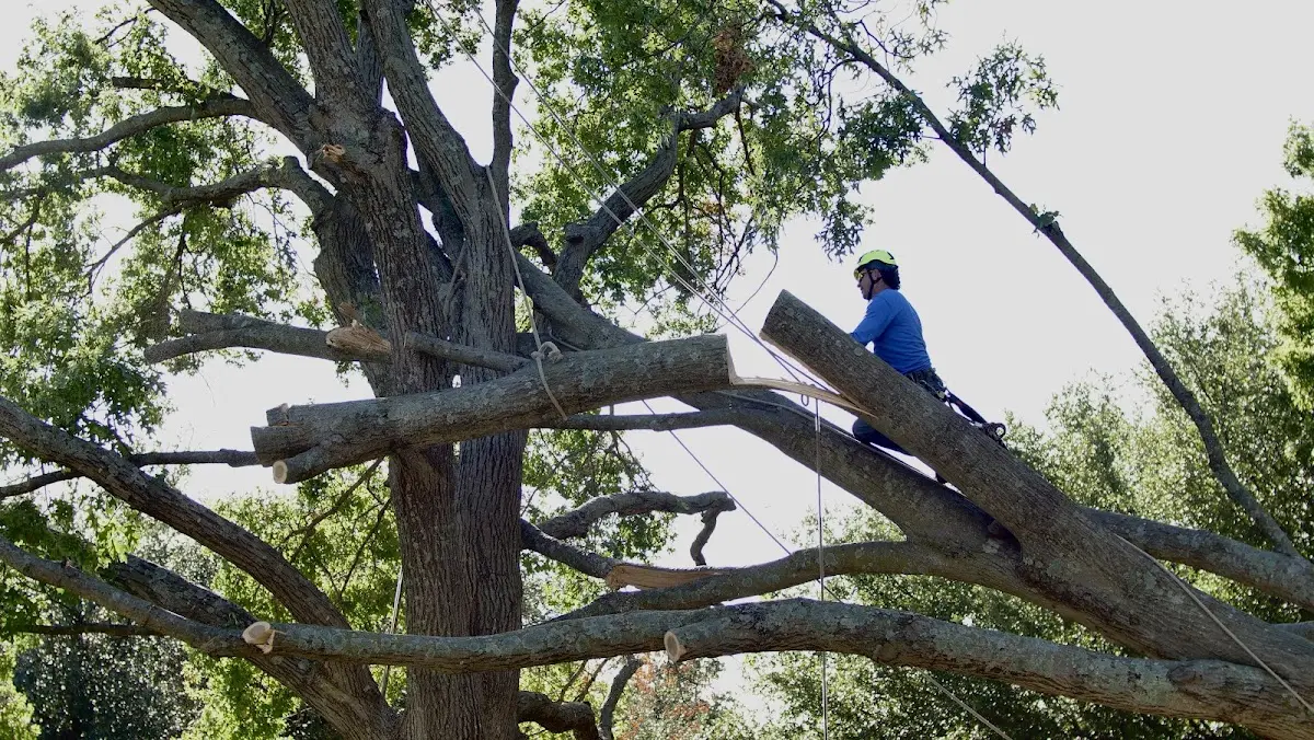 Professional Crown Thinning performed by certified arborists in Manitou