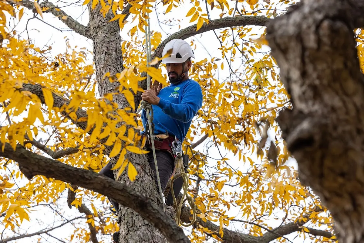 Skilled Storm Damage Cleanup crew working in Manitou